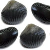 Behr Trendex Mini Carp Shells, 6 Stuks! -Vissen Kortingswinkel 5175a1e2b8dcbf91