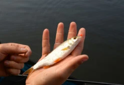 Cresta Spaghetti Balls Blood Red -Vissen Kortingswinkel 5db3d2d7b38b1899